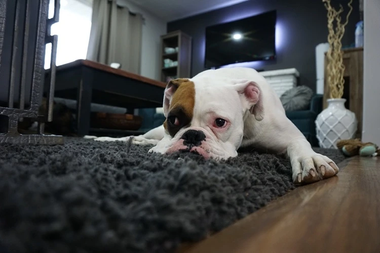 When there are pets and small children in the house, carpets need regular care