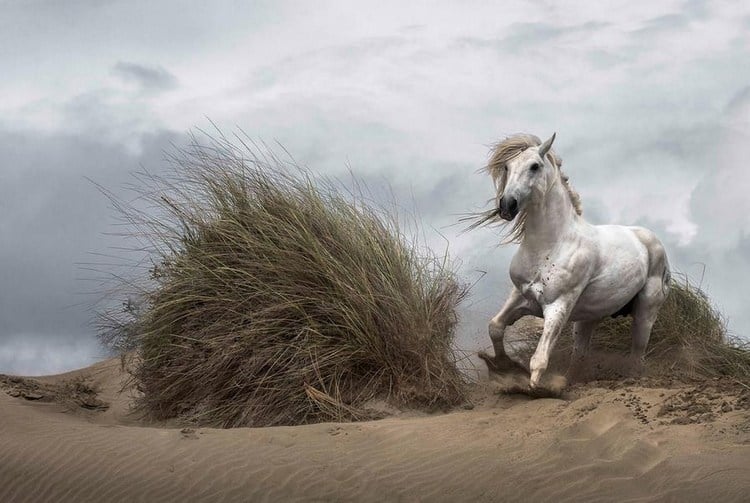 Wall Mural Beach with grasses and a white horse